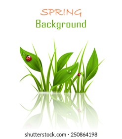 Green grass, plantain and ladybugs with reflection on white. Floral nature spring background