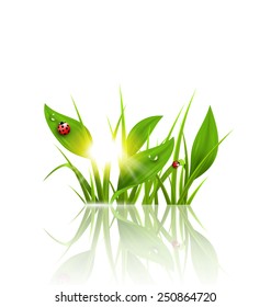 Green grass, plantain and ladybugs with sunrise and reflection on white. Floral nature spring background svg
