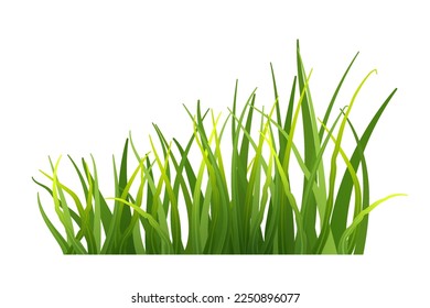 Green grass realistic. Fresh spring plants isolated on transparent background