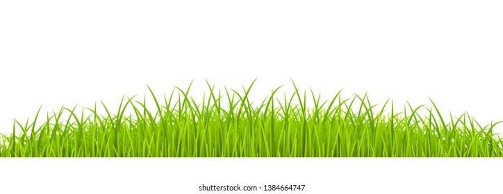 Green Grass realistic. Spring grass, field, nature eco - stock vector.