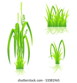 Green grass with reflection isolated on white