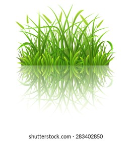 Green grass with reflection on white background, vector illustration