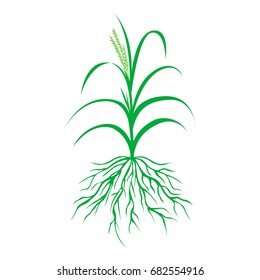 Green Grass With Roots Illustration, Isolated Plant Vector