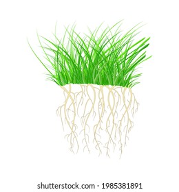 Green grass with roots isolated on white background. Tuft shape of grass. Nutritious sprouts. Rooted green organic plants. Summer raw young herb. Design element of nature. Stock vector illustration