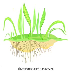 Green Grass With Roots, Vector