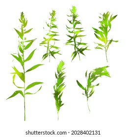 Green grass set. Detailed vector plant, isolated on white background. A set of branches. Vector illustration