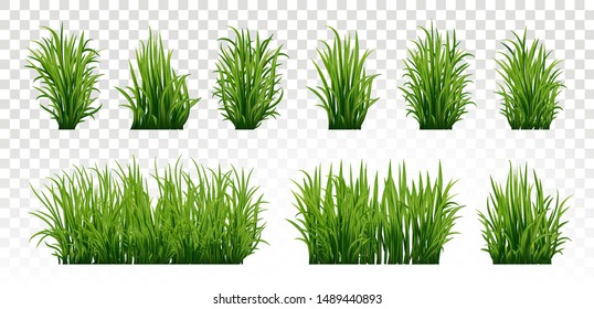 Green grass set. Fresh herb: natural, organic, bio, eco label and shape isolated on white background. Vector illustration.