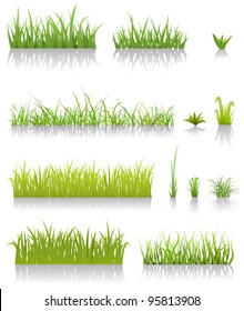 Green Grass Set/ Illustration of a set of various green blades of grass and other thin leaves for  spring or summer time