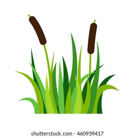Green grass showing roots
