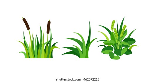 Green grass showing roots