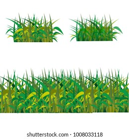Green grass showing roots vector illustration isolated on white background. Summer natural  grassy green elements