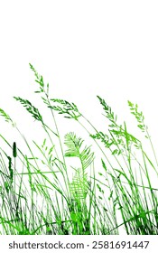 green grass silhouettes . hand drawing. Not AI Vector illustration.