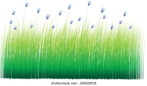green grass sky