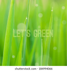 Green grass with small water drops texture, vector illustration
