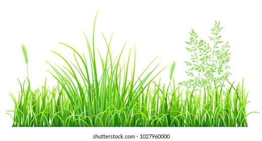 Green grass and spikelets on white background