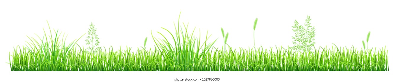 Green grass and spikelets on white background