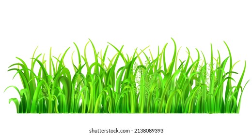Green grass and spikelets on white background