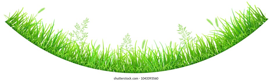 Green grass and spikelets in the shape of an inverted arc on white background