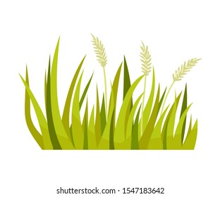 Green grass with spikelets. Vector illustration on a white background.