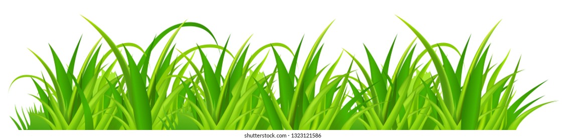 Green grass. Spring time. Vector image.