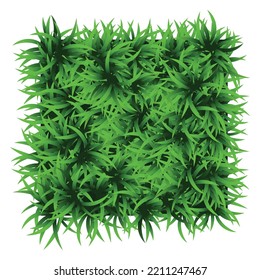 Green grass square. Ground cover plants background texture. Design for card, banner. Piece grasses for you design