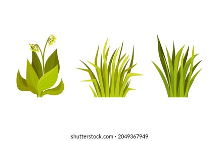 Green Grass with Stalk and Leaves as Outdoor Growth Vector Set