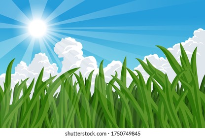 Green grass in sunny day vector illustration