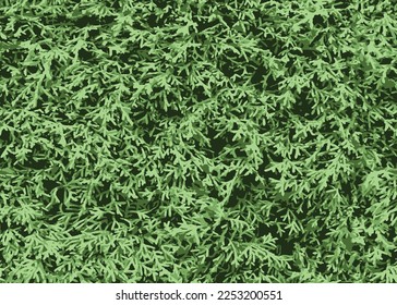 green grass texture,Top view of beautiful green grass texture
