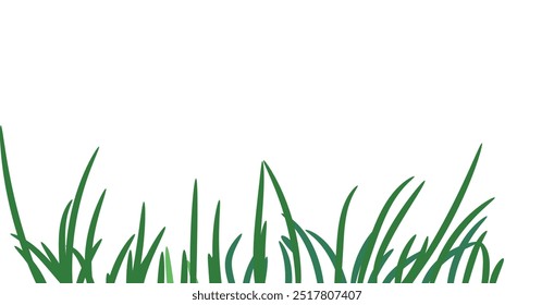 Green grass that is longitudinal to be used as a design element isolated from a white  background. Vector illustrations