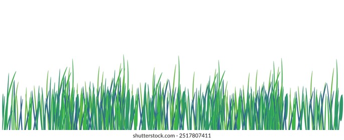 Green grass that is longitudinal to be used as a design element isolated from a white  background. Vector illustrations