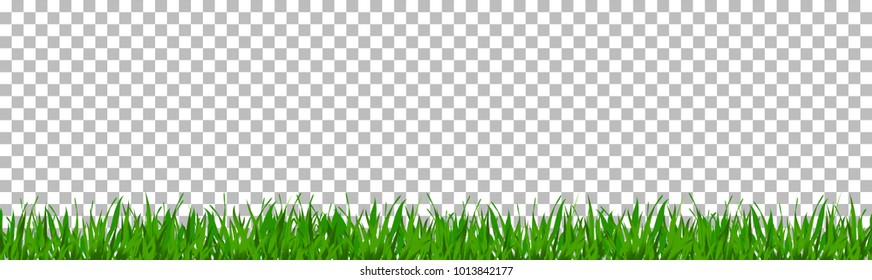 green grass that is longitudinal to use as a design element isolated from a transparent background. Vector illustrations