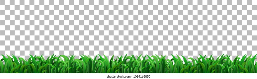 green grass that is longitudinal to use as a design element isolated from a transparent background. Vector illustrations