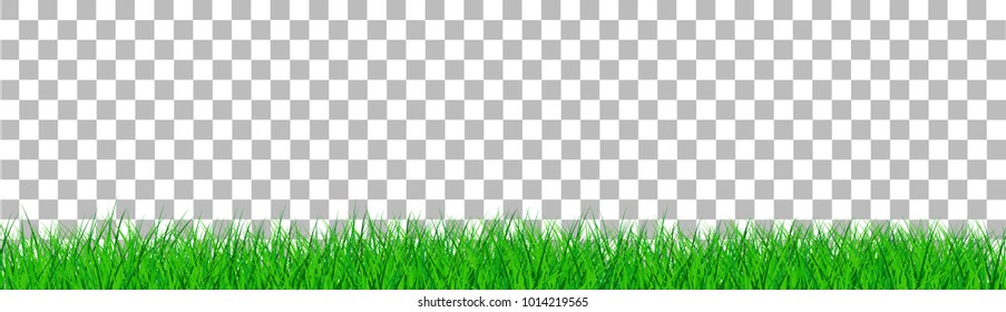 green grass that is longitudinal to use as a design element isolated from a transparent background. Vector illustrations