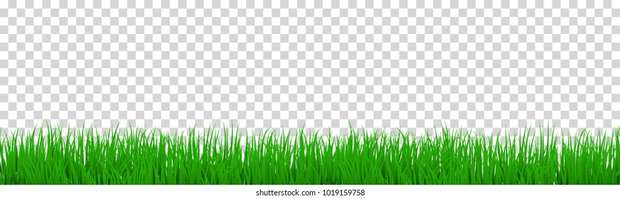 green grass that is longitudinal to use as a design element isolated from a transparent background. Vector illustrations