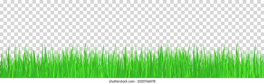 green grass that is longitudinal to use as a design element isolated from a transparent background. Vector illustrations