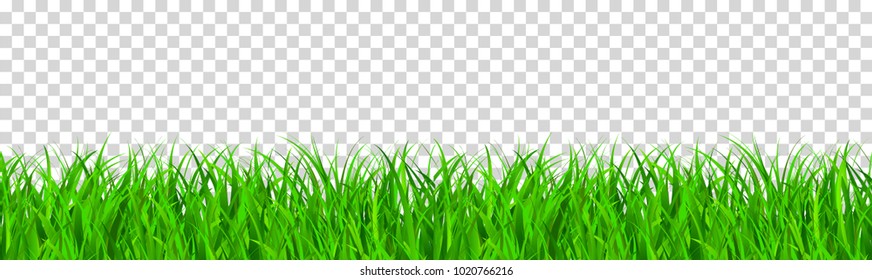 green grass that is longitudinal to use as a design element isolated from a transparent background. Vector illustrations