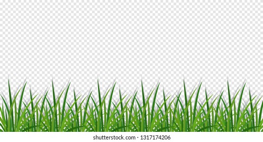 Green grass that is longitudinal to use as a design element isolated from a transparent background.