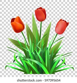 Green grass with tulips. Flowers. Nature.Vector