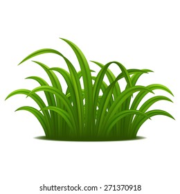 Green grass, vector
