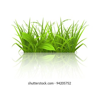 Green grass, vector