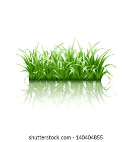 Green grass, vector illustration