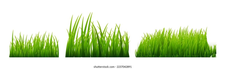 Green grass vector illustration isolated. Summer natural grassy green plant for garden. Grass template