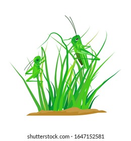 Green grass vector there is an isolated grasshopper on a white background. Illustration vector