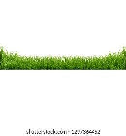 Green Grass White Background, Vector Illustration