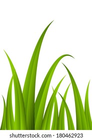 Green grass for Your design