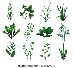 Green grasses cereals plants with leaves of different shape realistic icons set isolated vector illustration