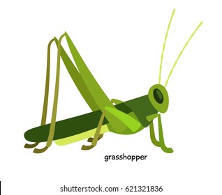 Green grasshopper  - arthropod, an expert in long jump