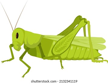 Green grasshopper, illustration, vector on a white background.