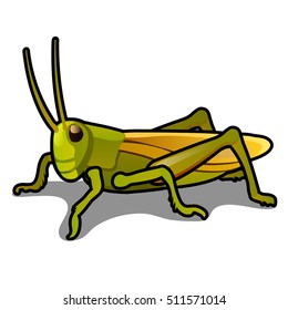 Green grasshopper isolated on a white background. Locusts. Pests of agriculture. Vector illustration.