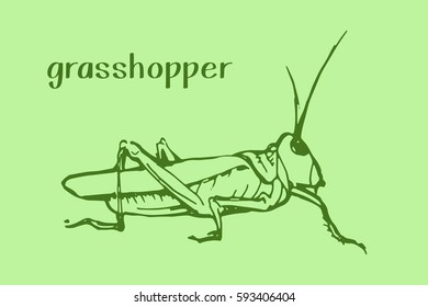 Green grasshopper isolated. Wild animal, insect. Hand drawn vector stock illustration